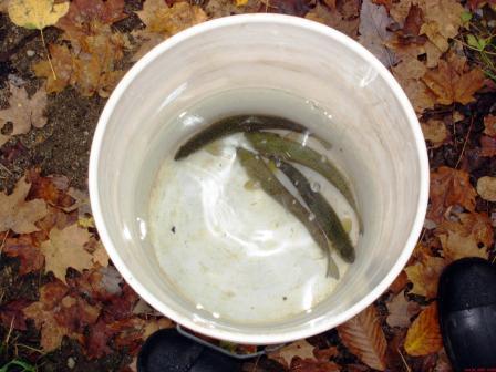 Trout in a bucket